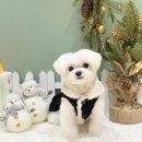 카멜리몽 이미지