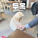 경기도 수원시 권선구 권선로 568-6 (세류동) | 수원 세류동 애견동반 브런치 카페 두옥 상주견