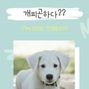 Dog# 이미지