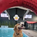 신나개 | 대형견도 신나개! 펫츠힐 애견카페 &amp; 온수풀 방문 후기