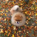 함무보까 이미지