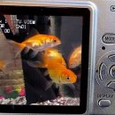 내면의 바다 이미지