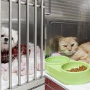 홍익동물병원 - 화성시 조암북로57번길 1 | 홍익동물병원