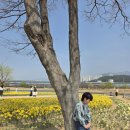 (주)오토가이드 | 2026 봄,부산 화명생태공원 수선화 만개! 위치,주차장,포토존 가이드(feat.벚꽃 개화 상태)