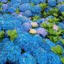 만남목장 이미지