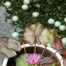 돌담펜션 이미지