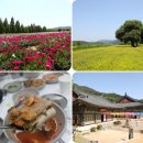 아너드 투어 합천 작약 당일 여행 핫들생태공원 해인사 메기탕 맛집