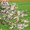 번영로(전주-군산간) 벚꽃터널 이미지