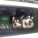 미산애견 이미지