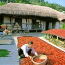 푸른잔디 이미지