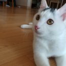 반려하다 이미지