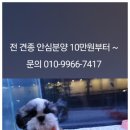 러브애견 이미지