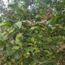 다래골농장 이미지