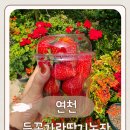 가람어린이공원 | 서울근교 연천역 들꽃가람 딸기농장 아이와 가볼만한곳 예약 및 후기