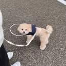 땡스독 | [강아지 하네스] 땡스독 충돌방지 하네스, 땡스백 사용후기👼🏻