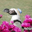 화