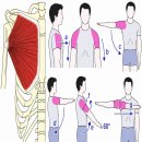 거북목·어깨통증이 반복된다면? 대흉근 흉골지 Trigger Point를 확인하세요 이미지