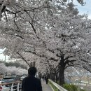 관곡지 | 시흥 벚꽃 명소 관곡지 후기 🌸 가족/아이와 산책코스 추천