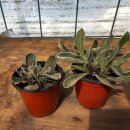 큰돌농장 이미지