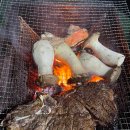 펫아일랜드2 이미지