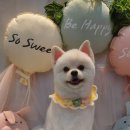 예쁘개&사랑스럽개 이미지