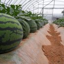 참조은농장 이미지