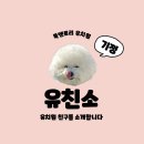 유 앤 독 이미지