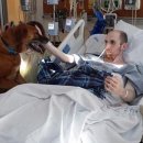 애견종합병원 이미지