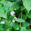 보리수다방 이미지