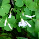 행복한들 이미지