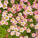 운간초-천상초-삭시프라가-saxifraga 이미지