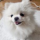 한입주개 이미지