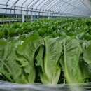 동네농장(2) 이미지