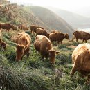 한우목장 이미지