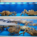 미야네 대게 이미지