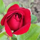 로즈데이라고~~ 이미지