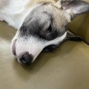 영대동물병원 이미지