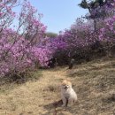 동산애견 이미지