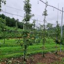 춘양농장 이미지