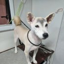 사랑할~개 이미지