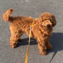 똘이살롱 이미지