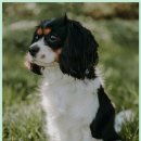 내성동물병원 이미지