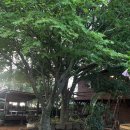 꽃신민박 이미지