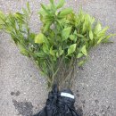 귤나무 묘목 심어 보았습니다. 이미지