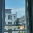 엄팩토리 | 우리집은 빈세조집! 엄프로 비둘기 퇴치기(버드스파이크)로 탈출하자!