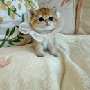 브리티쉬숏헤어 샤인모어캐터리 분양후기 향단이 🧡