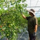 단단한림 이미지