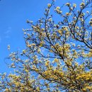 이천산수유마을 이미지