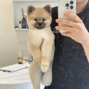 코코바코 이미지