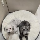 휴가 풀빌라 | 뒤늦은 여름휴가 경주 애견동반 풀빌라 내돈내산 후기!